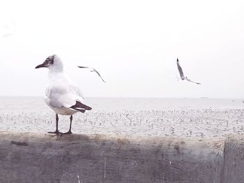Seagull perching on beach against sky