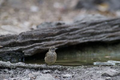 Bird perching on rock