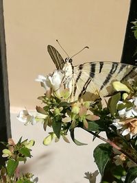 Close-up of butterfly perching on plant