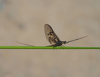 Close-up of dragonfly on plant