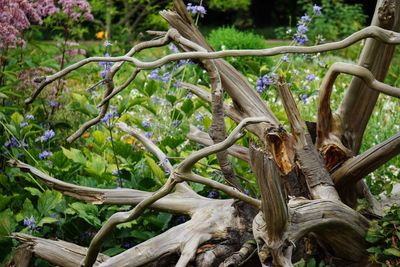 Close-up of tree roots