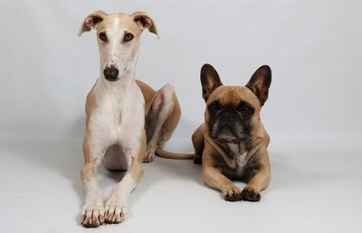 Portrait of dog sitting on floor against white background