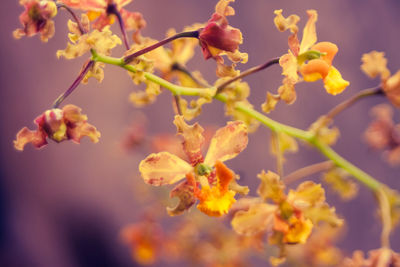 Close-up of yellow flowering plant