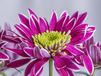 Close-up of purple flowering plant