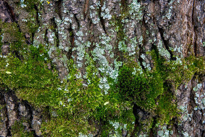 Close-up of moss growing on tree trunk