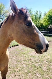 Close-up of a horse on field