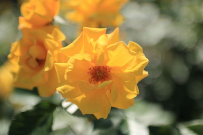 Close-up of yellow flowers blooming outdoors