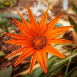 Close-up of orange flower