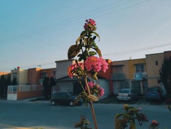 Close-up of flowering plant against building