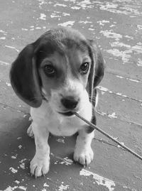 High angle portrait of puppy sitting outdoors