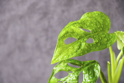 Monstera adansoni leaves background, urban and house plants, green color