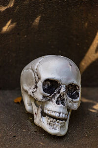 Human skull