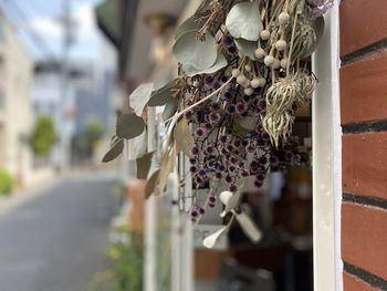 Close-up of wilted flower hanging from plant