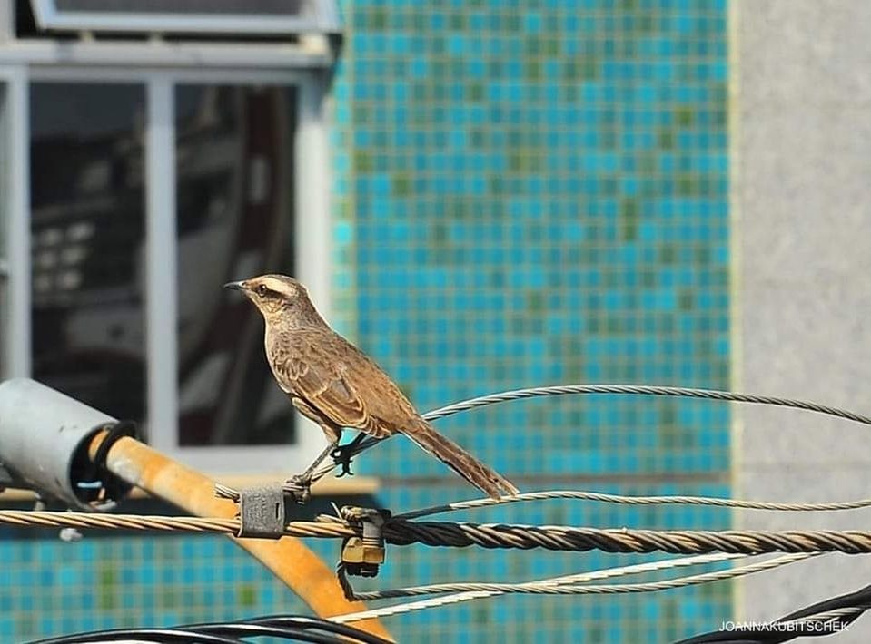 bird, animal, animal themes, animal wildlife, perching, wildlife, blue, architecture, building exterior, one animal, built structure, focus on foreground, day, no people, outdoors, nature, metal