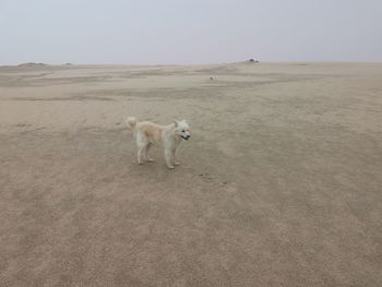 View of a dog on the beach