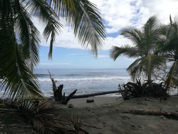 Palm trees on beach against sky