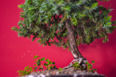 Close-up of christmas tree