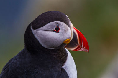 Close-up of puffin