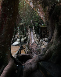 Trees growing in forest