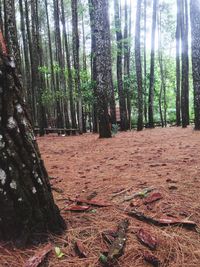 Trees growing in forest