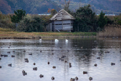 Ducks swimming in lake