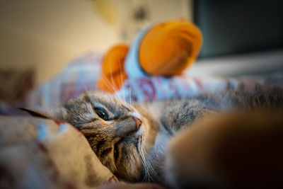 Close-up of a cat at home