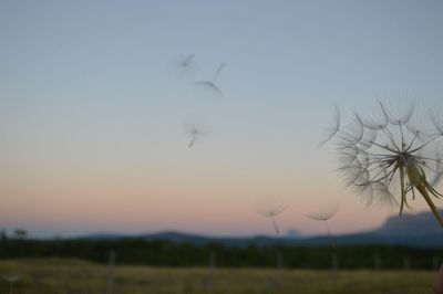 Close-up of bird flying over field against clear sky