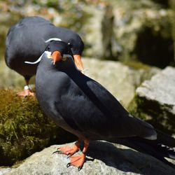 Close-up of bird perching on rock