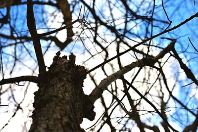 Low angle view of bare tree against sky