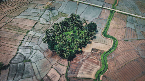 High angle view of plants growing on field