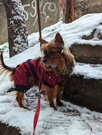 Portrait of dog on snow