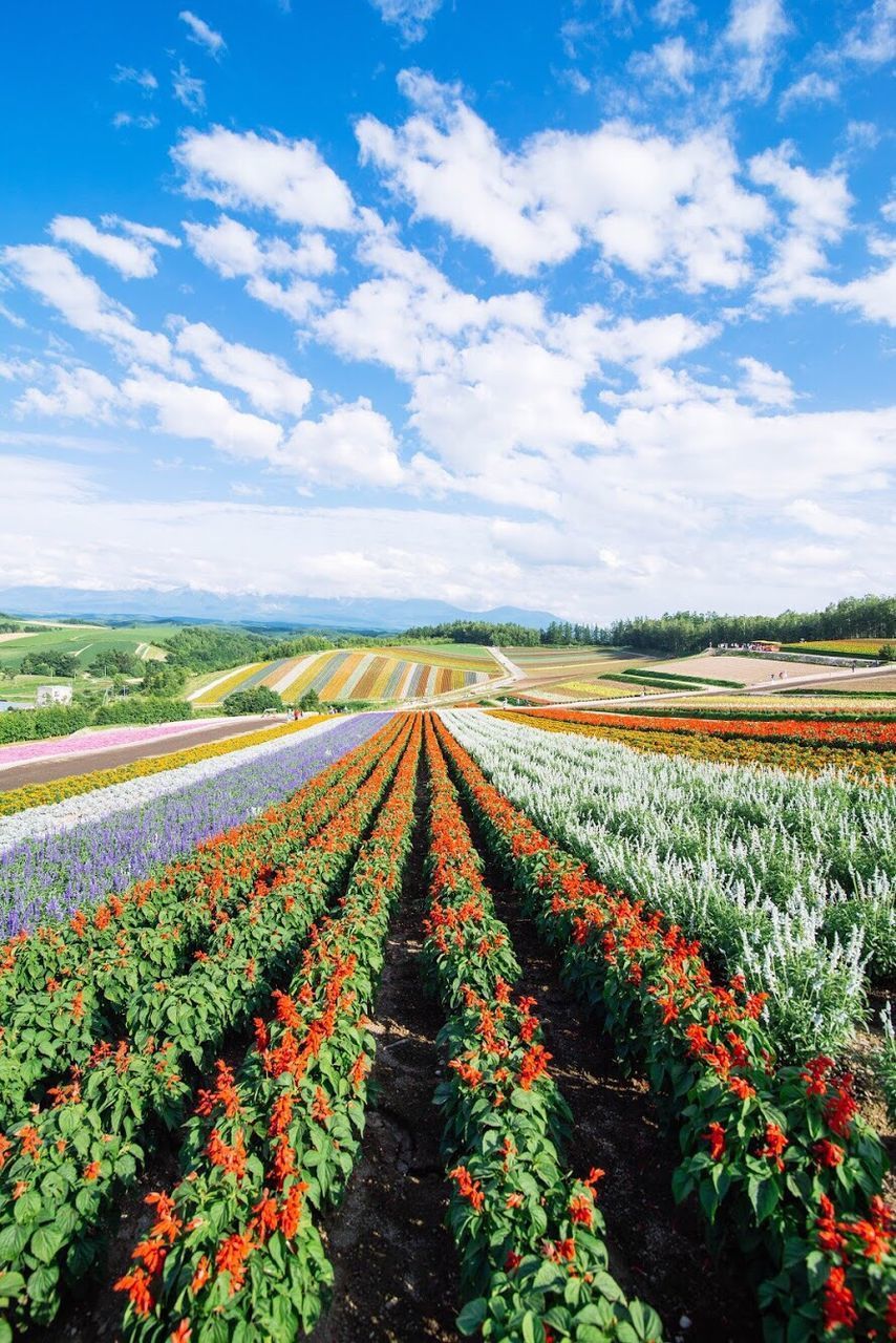 SCENIC VIEW OF FLOWERS GROWING IN FIELD AGAINST SKY