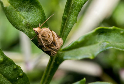 Close-up of insect on plant