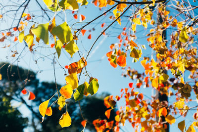 Low angle view of yellow flowers against sky