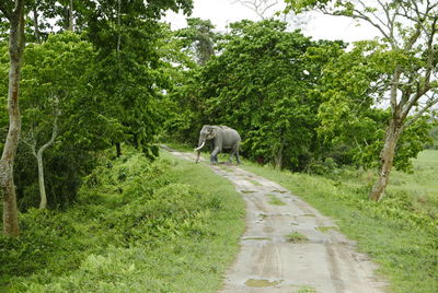 Horse grazing in forest