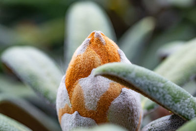 Close-up of snow on plant