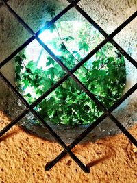 Low angle view of plants seen through window