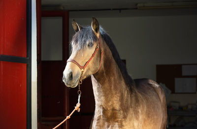 Horse in a stable