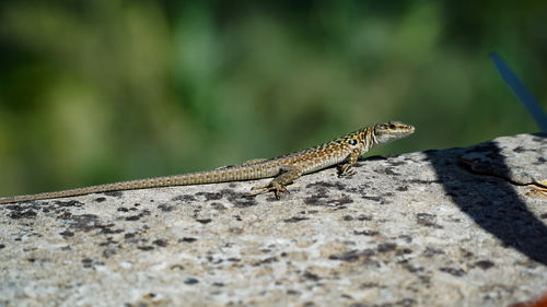 Close-up of lizard on rock