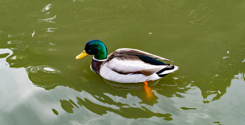 High angle view of mallard duck swimming in lake