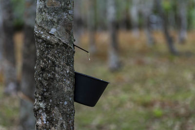 Close-up of tree trunk in forest