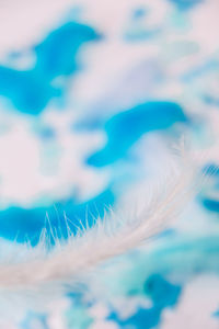 Close-up of feather against sky