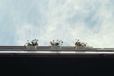 Close-up of flower bouquet against sky