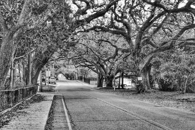 Trees in park