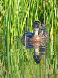 Close-up of duck swimming in water