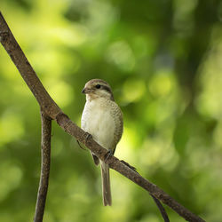 Close-up of bird perching on branch