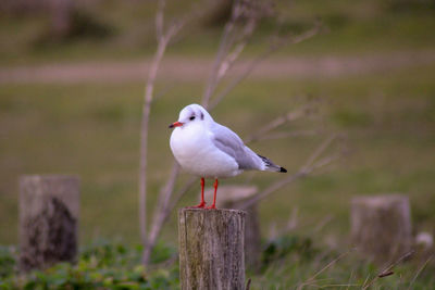 Close-up of seagull perching on wooden post