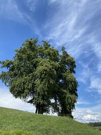 Low angle view of trees on field against sky