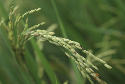 Close-up of cereal plants