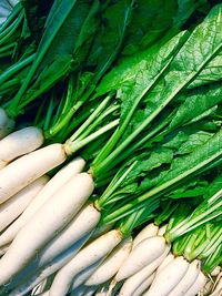 Close-up of radishes